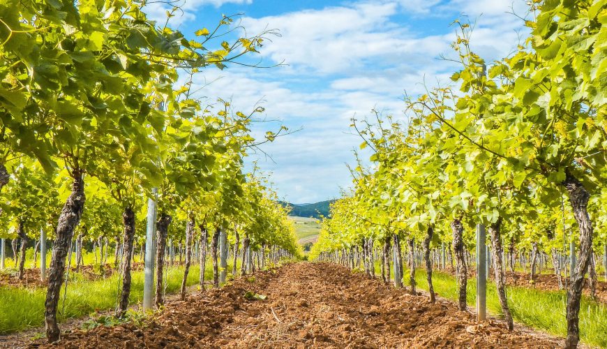 Colli Orientali del Friuli