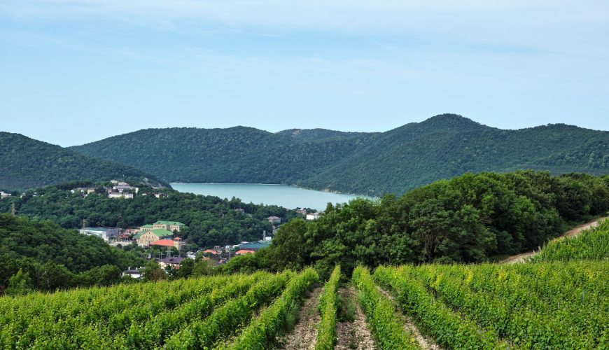 Le visite in vigna non sono mai state cosi divertenti. Scegli tra tantissimi tour, prenota e divertiti.