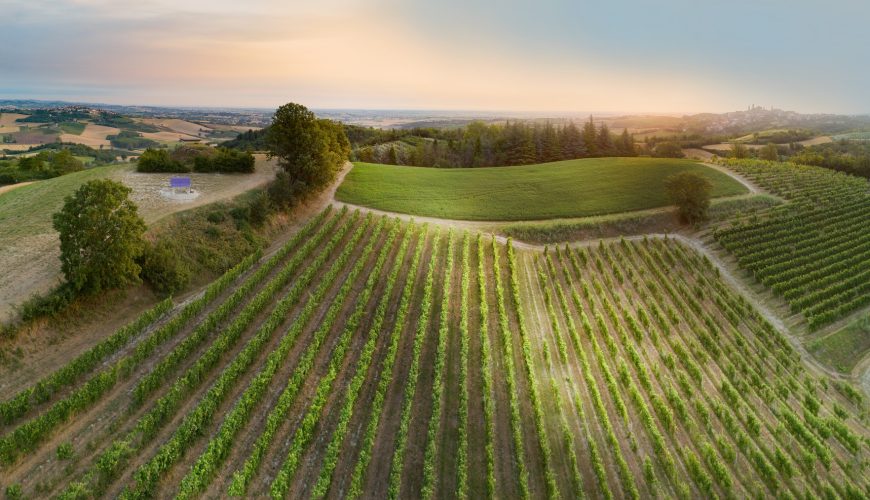 Le visite in vigna non sono mai state cosi divertenti. Scegli tra tantissimi tour, prenota e divertiti.