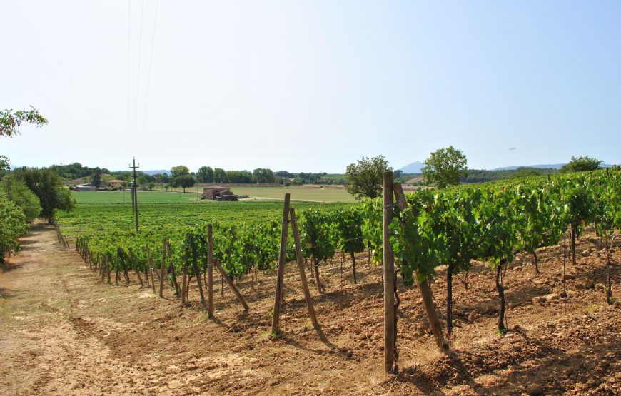 Luteraia Exclusive Wine Experience a Montepulciano