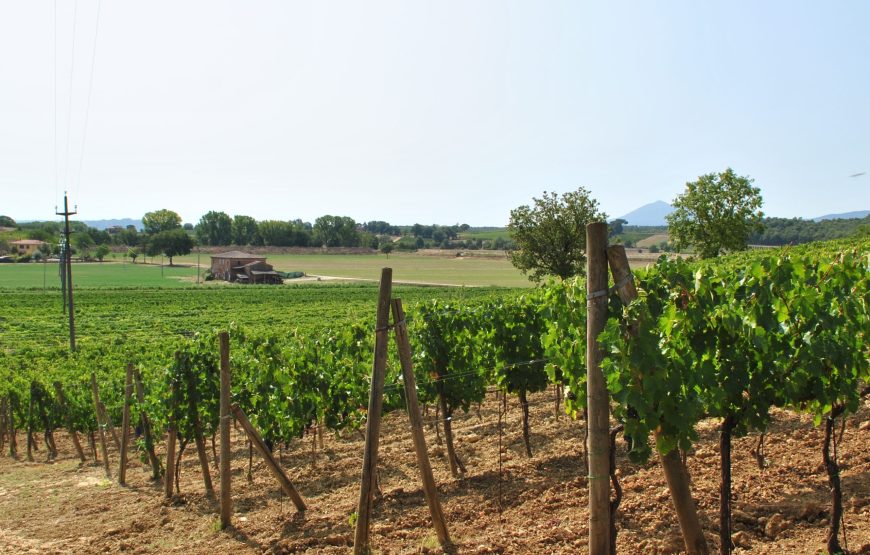Luteraia Sensorial Wine Tasting a Montepulciano