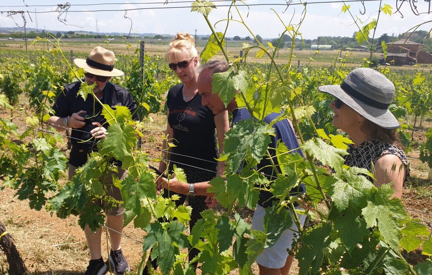 Luteraia Exclusive Wine Experience a Montepulciano