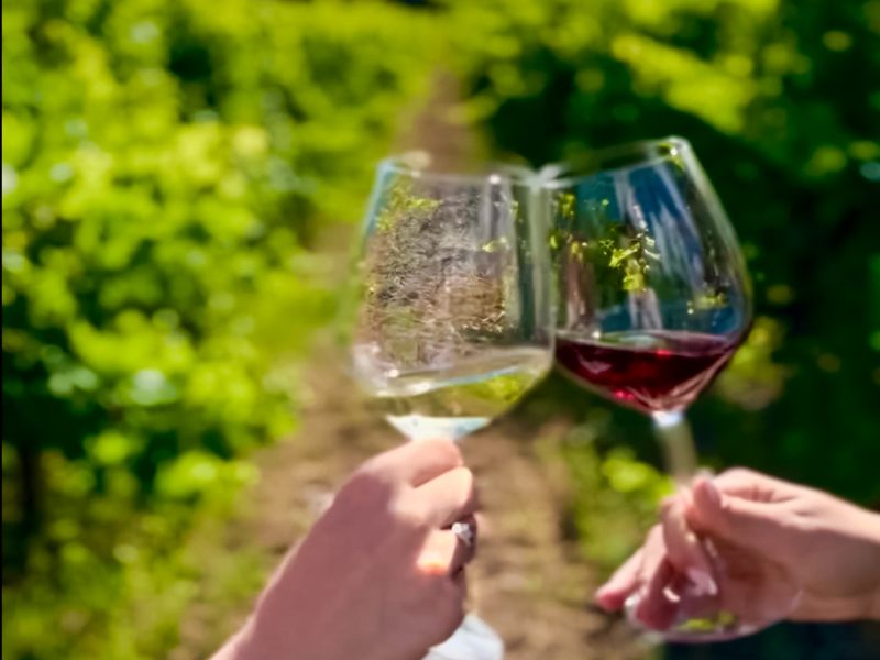 Le visite in vigna non sono mai state cosi divertenti
