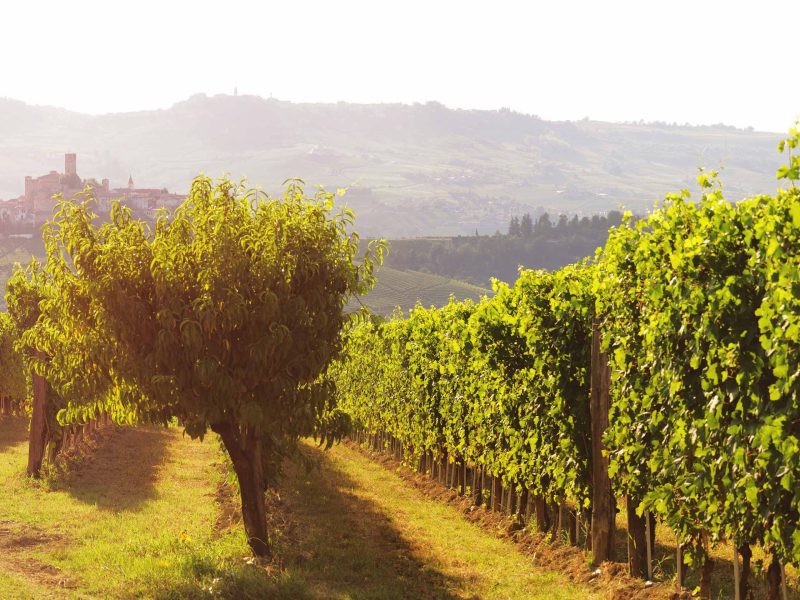 Le visite in vigna non sono mai state cosi divertenti. Scegli tra tantissimi tour, prenota e divertiti.