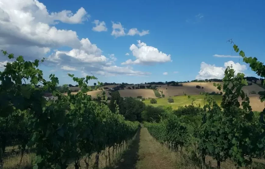 Degustazione del Verdicchio dei castelli di Jesi a Podere Mattei