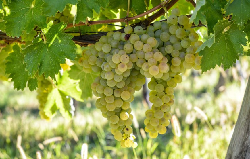 Degustazione del Verdicchio dei castelli di Jesi a Podere Mattei