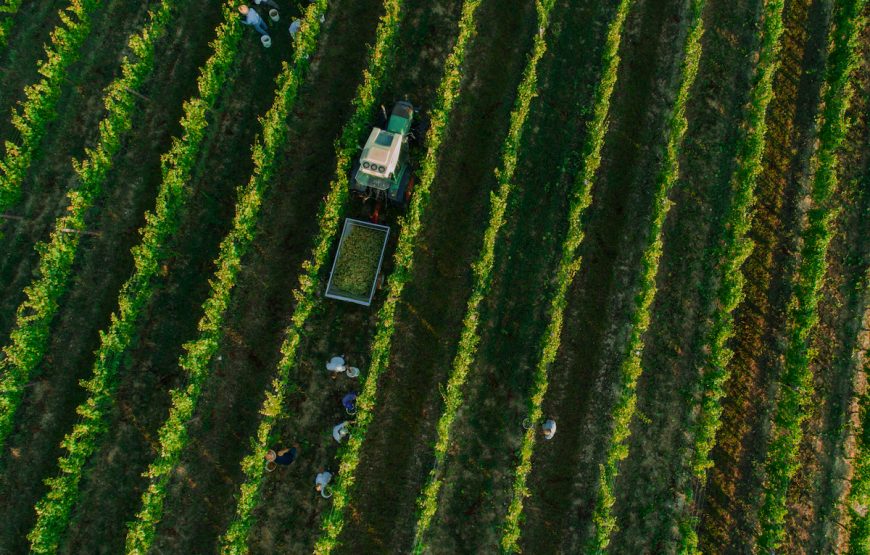 Impresso nel Vino