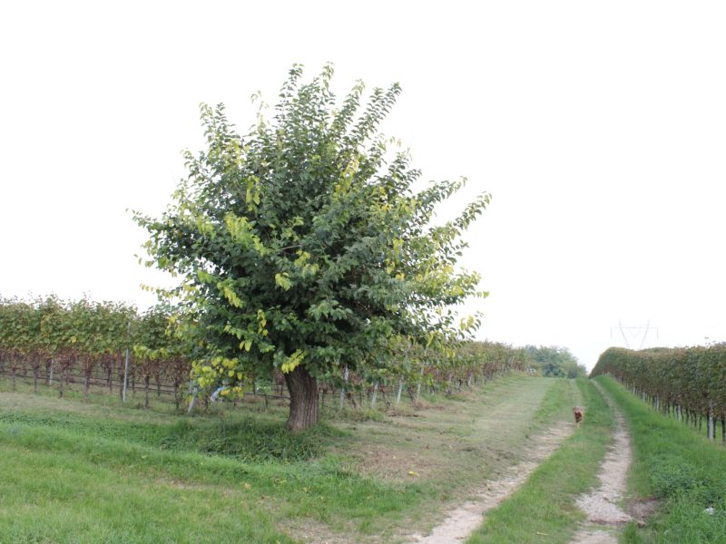 Le visite in vigna non sono mai state cosi divertenti. Scegli tra tantissimi tour, prenota e divertiti.
