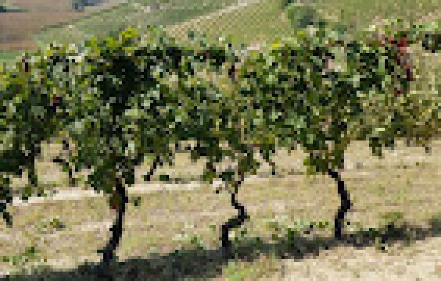 I vini e le colline della Barbera d’Asti