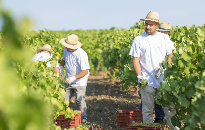 Fabio Ferracane – Seaview Wine Tasting tra le Isole Egadi vista mare