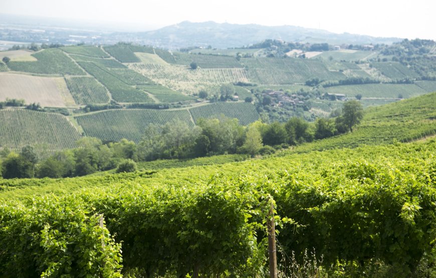La Travaglina, Degustazione sua maestà il Pinot Nero nell’Oltrepò Pavese