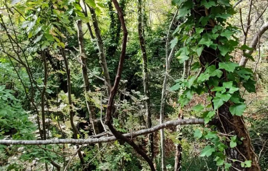 Il cammino delle suore, alla scoperta dei vigneti “eroici” di Cantina Villa Colle