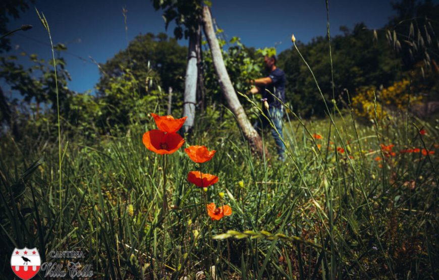 Il cammino delle suore, alla scoperta dei vigneti “eroici” di Cantina Villa Colle