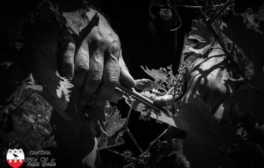 Il cammino delle suore, alla scoperta dei vigneti “eroici” di Cantina Villa Colle