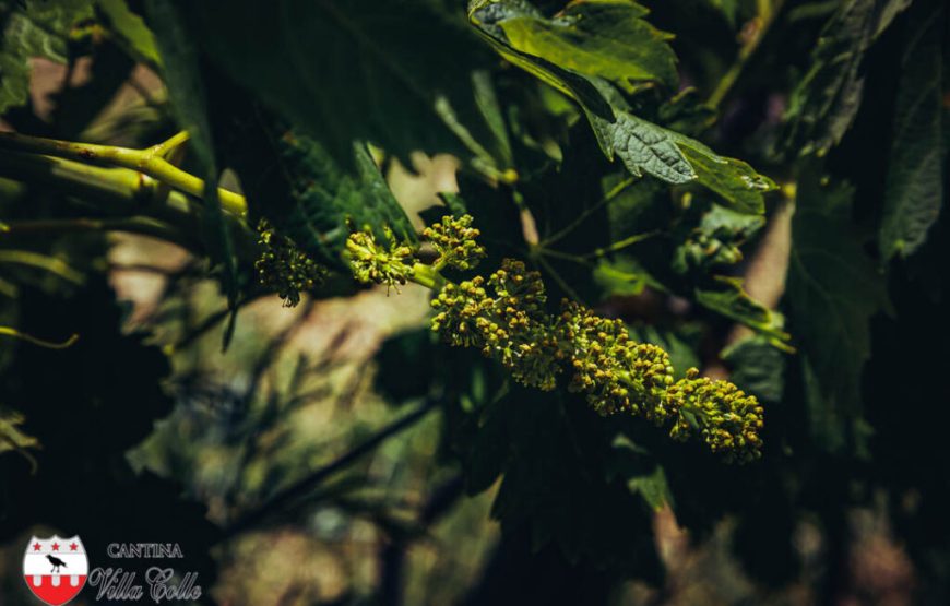 Il cammino delle suore, alla scoperta dei vigneti “eroici” di Cantina Villa Colle