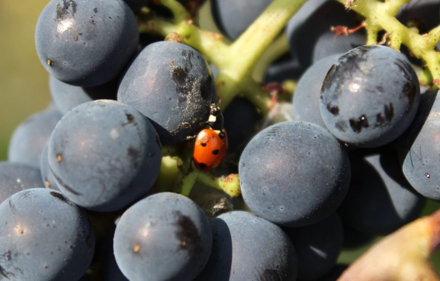La Travaglina, Degustazione sua maestà il Pinot Nero nell’Oltrepò Pavese