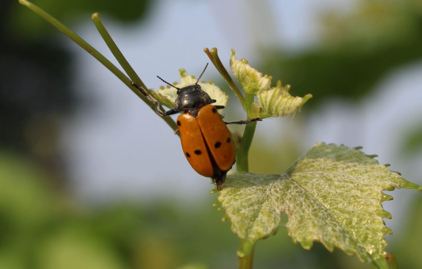 La Travaglina, Degustazione sua maestà il Pinot Nero nell’Oltrepò Pavese