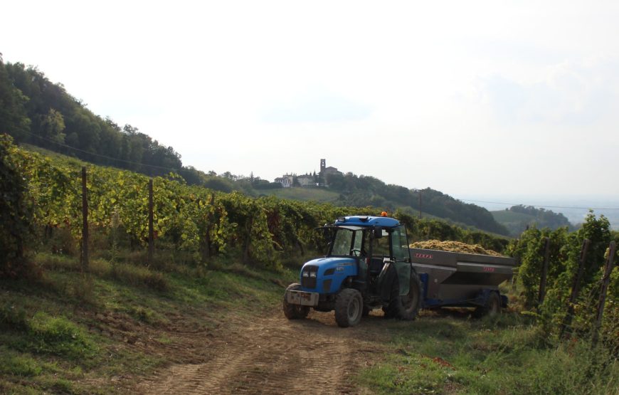 La Travaglina, Degustazione sua maestà il Pinot Nero nell’Oltrepò Pavese