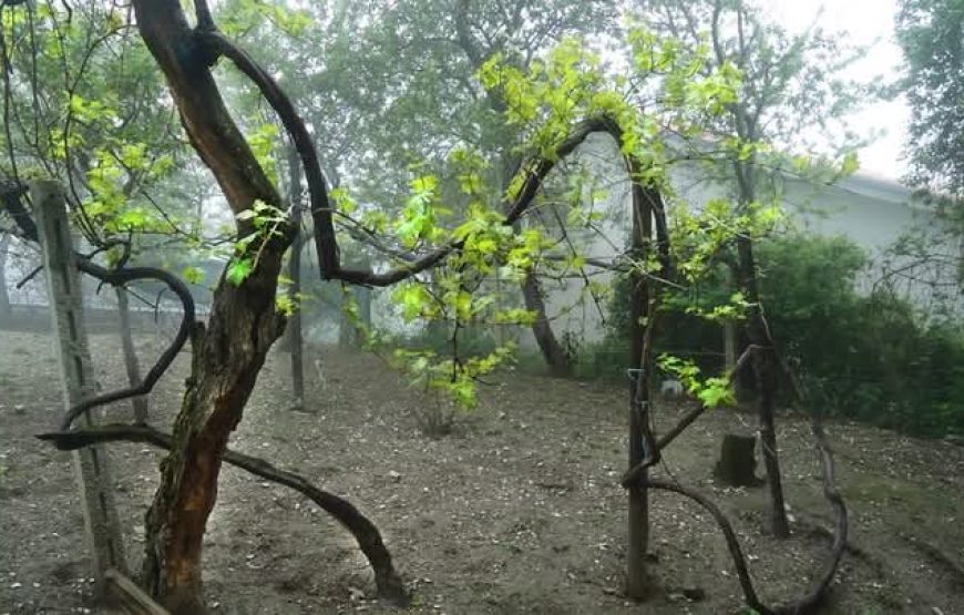 Il cammino delle suore, alla scoperta dei vigneti “eroici” di Cantina Villa Colle