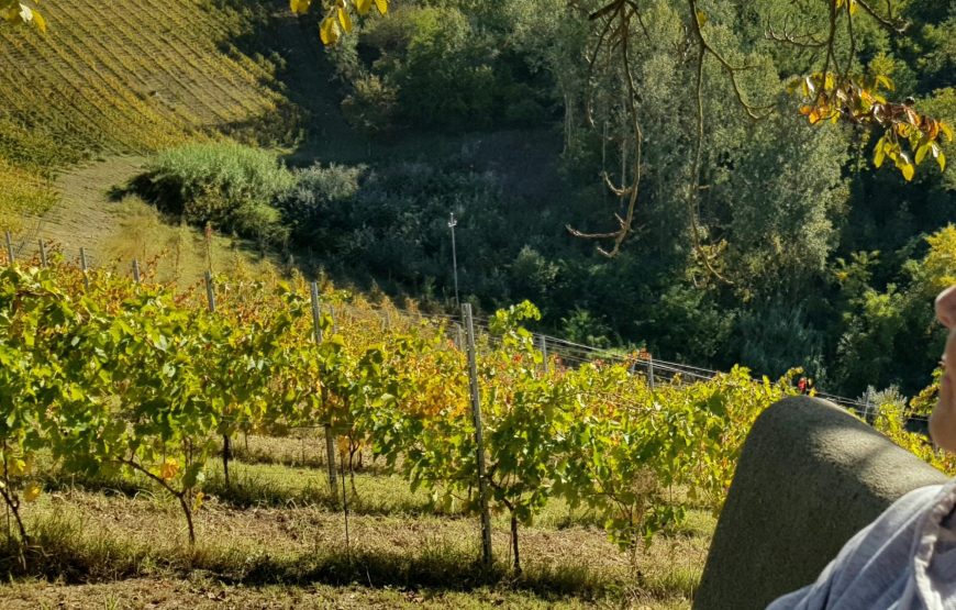 I vini e le colline della Barbera d’Asti