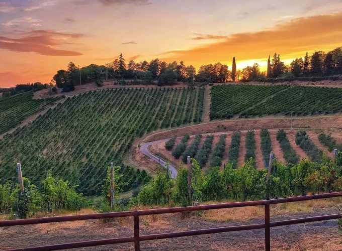 Le visite in vigna non sono mai state cosi divertenti. Scegli tra tantissimi tour, prenota e divertiti.