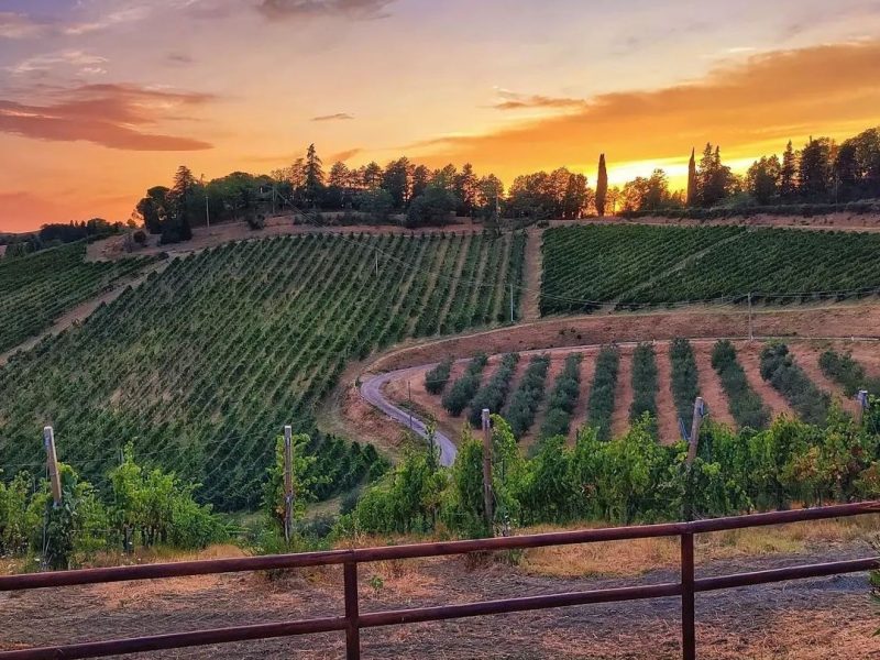 Le visite in vigna non sono mai state cosi divertenti. Scegli tra tantissimi tour, prenota e divertiti.